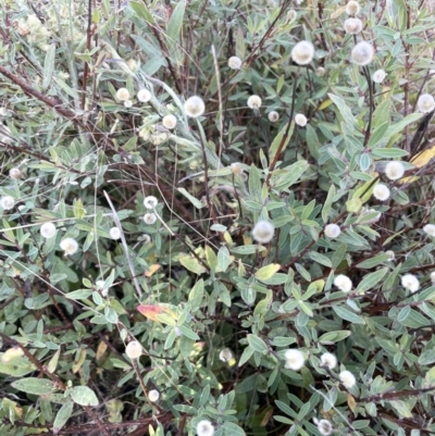 Pimelea treyvaudii (Grey Riceflower) at Gibraltar Pines - 19 Apr 2023 by JaneR