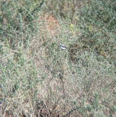 Epthianura albifrons (White-fronted Chat) at Euabalong, NSW - 8 Sep 2023 by Darcy