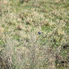 Malurus leucopterus (White-winged Fairywren) at Euabalong, NSW - 8 Sep 2023 by Darcy