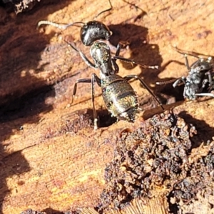 Camponotus aeneopilosus at O'Connor, ACT - 13 Sep 2023 01:03 PM