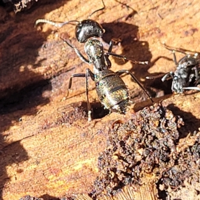 Camponotus aeneopilosus (A Golden-tailed sugar ant) at Banksia Street Wetland Corridor - 13 Sep 2023 by trevorpreston