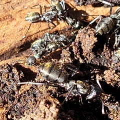 Camponotus aeneopilosus at O'Connor, ACT - 13 Sep 2023 01:03 PM