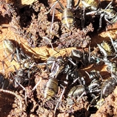 Camponotus aeneopilosus at O'Connor, ACT - 13 Sep 2023 01:03 PM