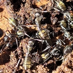 Camponotus aeneopilosus at O'Connor, ACT - 13 Sep 2023