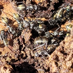 Camponotus aeneopilosus at O'Connor, ACT - 13 Sep 2023 01:03 PM