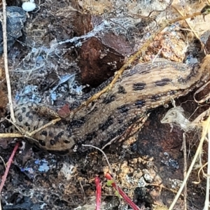 Limax maximus at O'Connor, ACT - 13 Sep 2023 01:02 PM