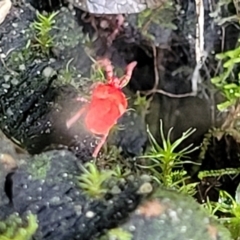 Trombidiidae (family) (Red velvet mite) at Banksia Street Wetland Corridor - 13 Sep 2023 by trevorpreston