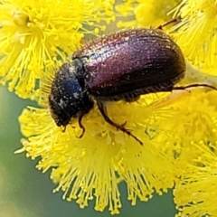 Heteronyx dimidiatus at Banksia Street Wetland Corridor - 13 Sep 2023 by trevorpreston