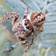 Opisthoncus sp. (genus) (Unidentified Opisthoncus jumping spider) at Banksia Street Wetland Corridor - 13 Sep 2023 by trevorpreston