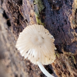 Mycena sp. at O'Connor, ACT - 13 Sep 2023