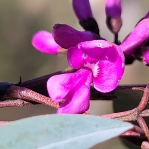 Indigofera australis subsp. australis at O'Connor, ACT - 13 Sep 2023