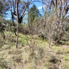 Indigofera australis subsp. australis at O'Connor, ACT - 13 Sep 2023 12:49 PM