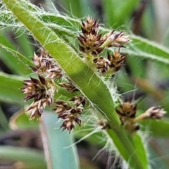 Luzula sp. (Woodrush) at O'Connor, ACT - 13 Sep 2023 by trevorpreston