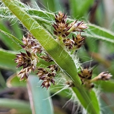 Luzula sp. (Woodrush) at Banksia Street Wetland Corridor - 13 Sep 2023 by trevorpreston