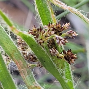 Luzula sp. at O'Connor, ACT - 13 Sep 2023