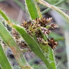 Luzula sp. at O'Connor, ACT - 13 Sep 2023