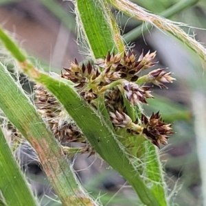 Luzula sp. at O'Connor, ACT - 13 Sep 2023