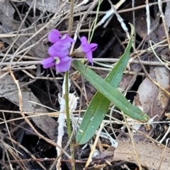 Hovea heterophylla (Common Hovea) at Banksia Street Wetland Corridor - 13 Sep 2023 by trevorpreston