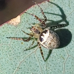 Araneus dimidiatus (Half Orb-weaver) at Banksia Street Wetland Corridor - 13 Sep 2023 by trevorpreston