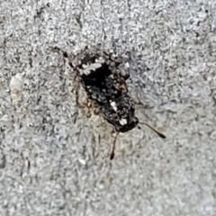 Anthribidae sp. (family) (Unidentified fungus weevil) at O'Connor, ACT - 13 Sep 2023 by trevorpreston