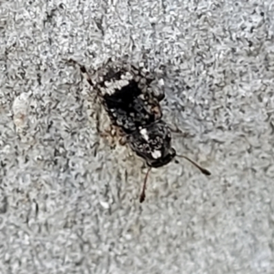 Anthribidae sp. (family) (Unidentified fungus weevil) at Banksia Street Wetland Corridor - 13 Sep 2023 by trevorpreston
