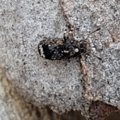 Anthribidae sp. (family) at O'Connor, ACT - 13 Sep 2023