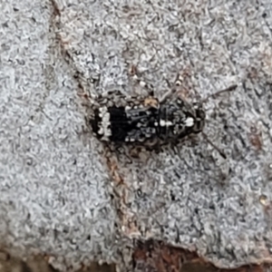 Anthribidae sp. (family) at O'Connor, ACT - 13 Sep 2023 12:43 PM