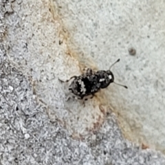 Anthribidae sp. (family) at O'Connor, ACT - 13 Sep 2023