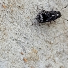 Anthribidae sp. (family) at O'Connor, ACT - 13 Sep 2023 12:43 PM