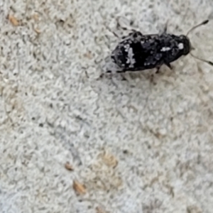 Anthribidae sp. (family) at O'Connor, ACT - 13 Sep 2023