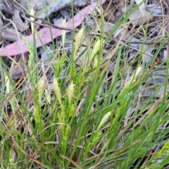 Carex breviculmis (Short-Stem Sedge) at O'Connor, ACT - 13 Sep 2023 by trevorpreston