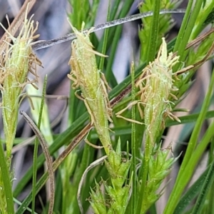 Carex breviculmis at O'Connor, ACT - 13 Sep 2023 12:39 PM