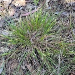 Carex breviculmis at O'Connor, ACT - 13 Sep 2023 12:39 PM