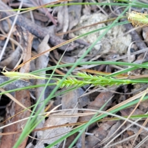 Carex breviculmis at O'Connor, ACT - 13 Sep 2023 12:39 PM