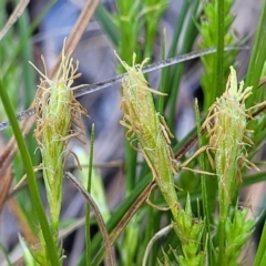 Carex breviculmis at O'Connor, ACT - 13 Sep 2023 12:39 PM