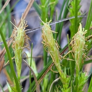 Carex breviculmis at O'Connor, ACT - 13 Sep 2023 12:39 PM