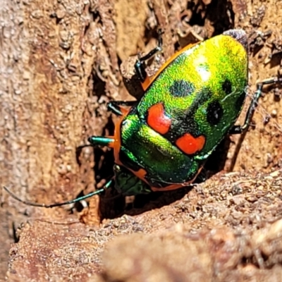 Scutiphora pedicellata (Metallic Jewel Bug) at Banksia Street Wetland Corridor - 13 Sep 2023 by trevorpreston