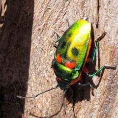 Scutiphora pedicellata at O'Connor, ACT - 13 Sep 2023 12:35 PM