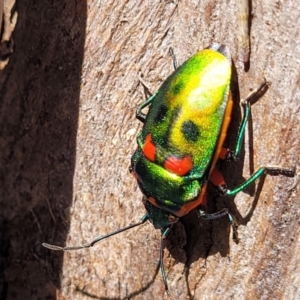 Scutiphora pedicellata at O'Connor, ACT - 13 Sep 2023 12:35 PM