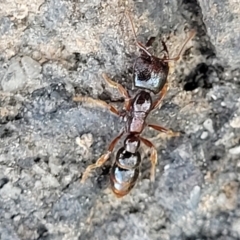 Amblyopone australis (Slow Ant) at Banksia Street Wetland Corridor - 13 Sep 2023 by trevorpreston