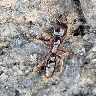 Amblyopone australis (Slow Ant) at Banksia Street Wetland Corridor - 13 Sep 2023 by trevorpreston