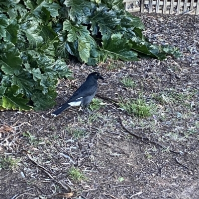 Strepera graculina (Pied Currawong) at Hughes, ACT - 10 Sep 2023 by Tapirlord