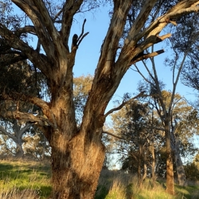 Eucalyptus melliodora (Yellow Box) at Hughes, ACT - 10 Sep 2023 by Tapirlord