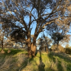 Eucalyptus melliodora at Red Hill to Yarralumla Creek - 10 Sep 2023 05:17 PM