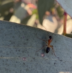Camponotus consobrinus (Banded sugar ant) at Hughes, ACT - 10 Sep 2023 by Tapirlord