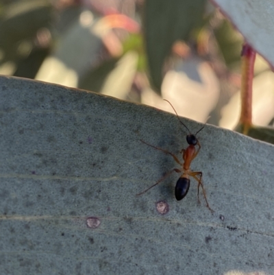 Camponotus consobrinus (Banded sugar ant) at Hughes, ACT - 10 Sep 2023 by Tapirlord