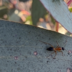 Camponotus consobrinus at Hughes, ACT - 10 Sep 2023