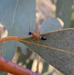 Camponotus consobrinus at Hughes, ACT - 10 Sep 2023