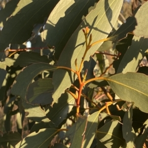 Eucalyptus pauciflora subsp. pauciflora at Hughes, ACT - 10 Sep 2023