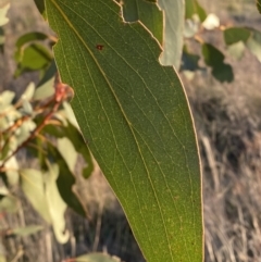 Eucalyptus pauciflora subsp. pauciflora at Hughes, ACT - 10 Sep 2023 05:13 PM